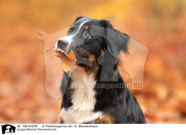junger Berner Sennenhund / KB-04859