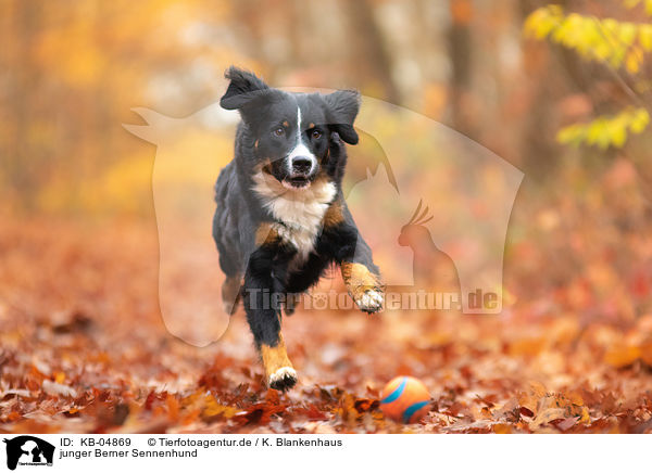 junger Berner Sennenhund / young Bernese Mountain Dog / KB-04869