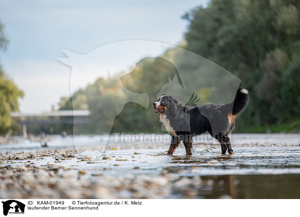 laufender Berner Sennenhund / walking Bernese Mountain Dog / KAM-01949
