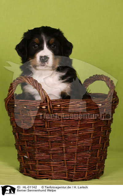 Berner Sennenhund Welpe / Bernese Mountain Dog Puppy / HL-01142