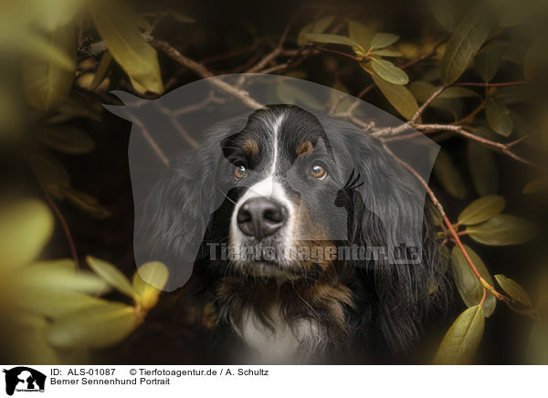 Berner Sennenhund Portrait / Bernese Mountain Dog Portrait / ALS-01087