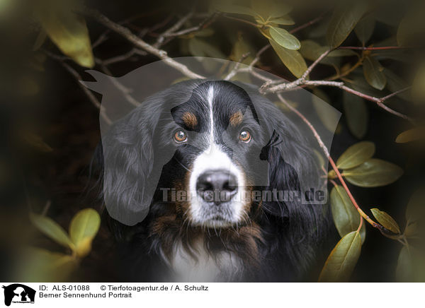 Berner Sennenhund Portrait / Bernese Mountain Dog Portrait / ALS-01088