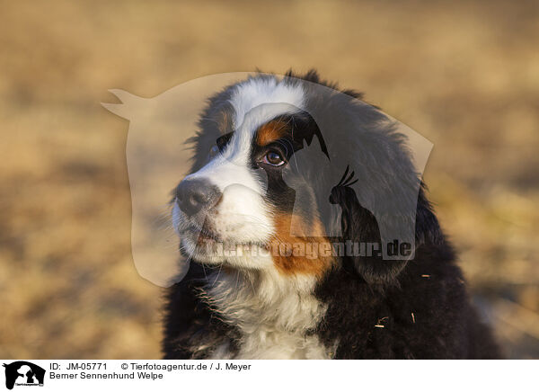 Berner Sennenhund Welpe / Bernese Mountain Dog Puppy / JM-05771