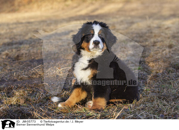 Berner Sennenhund Welpe / JM-05773