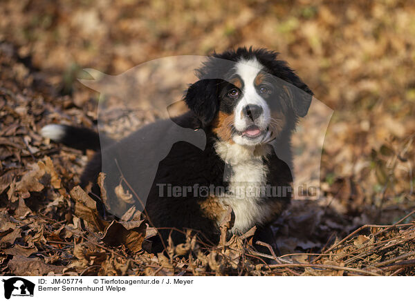 Berner Sennenhund Welpe / JM-05774