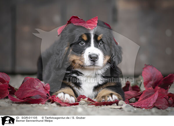 Berner Sennenhund Welpe / SGR-01105