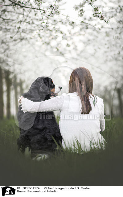 Berner Sennenhund Hndin / female Bernese Mountain Dog / SGR-01174