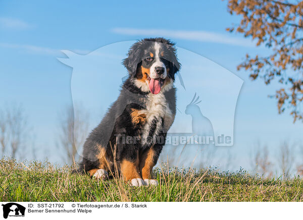 Berner Sennenhund Welpe / Bernese Mountain Dog Puppy / SST-21792