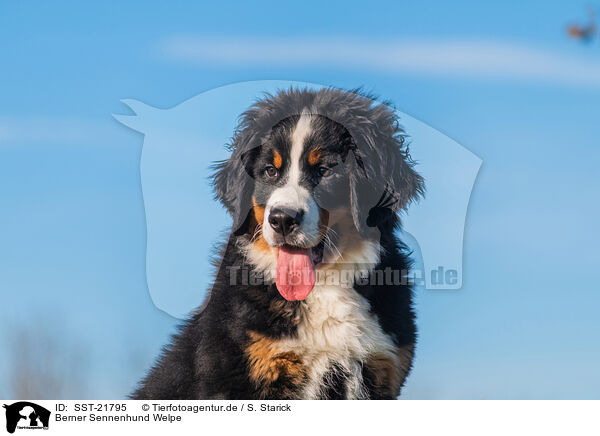 Berner Sennenhund Welpe / Bernese Mountain Dog Puppy / SST-21795