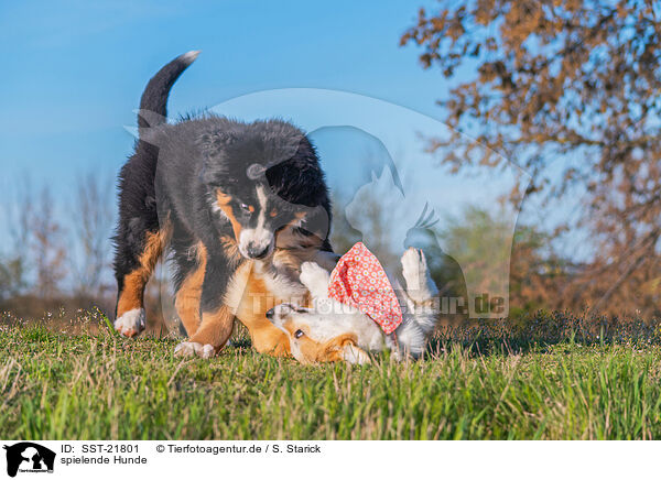 spielende Hunde / playing dogs / SST-21801