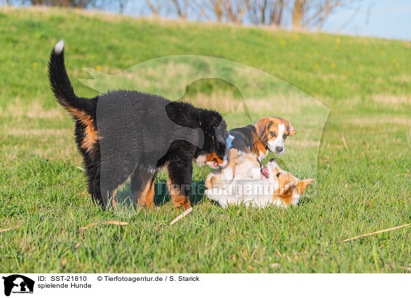 spielende Hunde / playing dogs / SST-21810