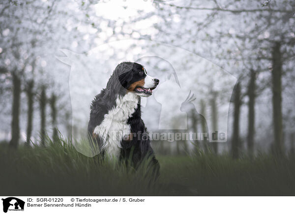 Berner Sennenhund Hndin / SGR-01220