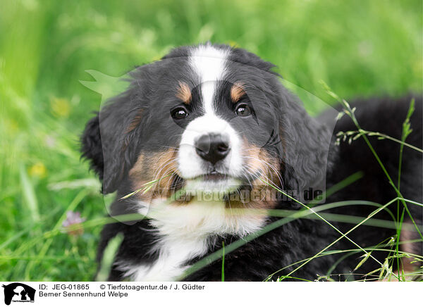 Berner Sennenhund Welpe / JEG-01865