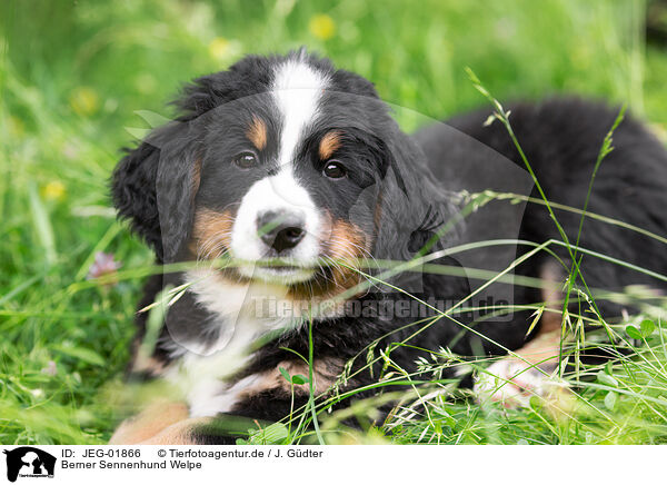 Berner Sennenhund Welpe / JEG-01866