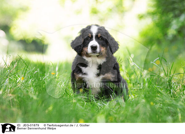 Berner Sennenhund Welpe / JEG-01879