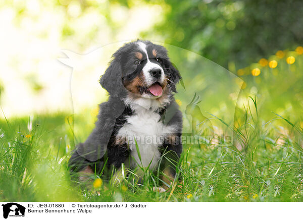 Berner Sennenhund Welpe / JEG-01880