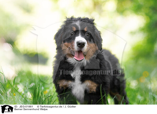 Berner Sennenhund Welpe / JEG-01881