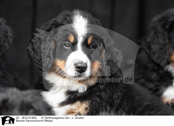 Berner Sennenhund Welpe / JEG-01882