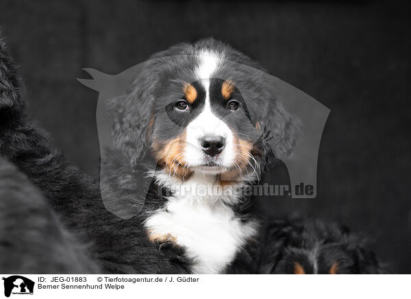 Berner Sennenhund Welpe / Bernese Mountain Dog Puppy / JEG-01883