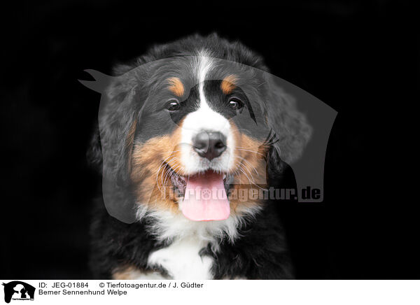 Berner Sennenhund Welpe / JEG-01884