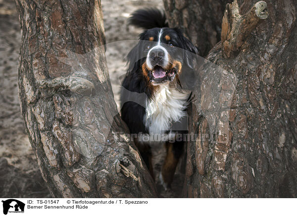 Berner Sennenhund Rde / male Bernese Mountain Dog / TS-01547