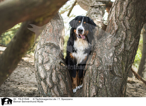 Berner Sennenhund Rde / male Bernese Mountain Dog / TS-01548