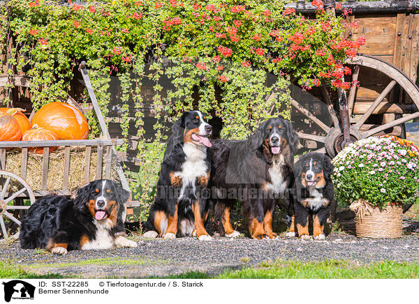 Berner Sennenhunde / SST-22285