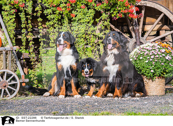 Berner Sennenhunde / Bernese Mountain Dogs / SST-22286