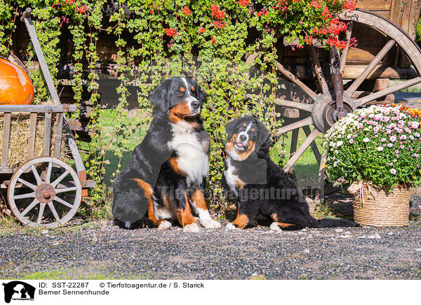 Berner Sennenhunde / Bernese Mountain Dogs / SST-22287