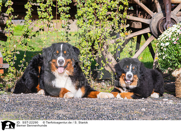 Berner Sennenhunde / SST-22290