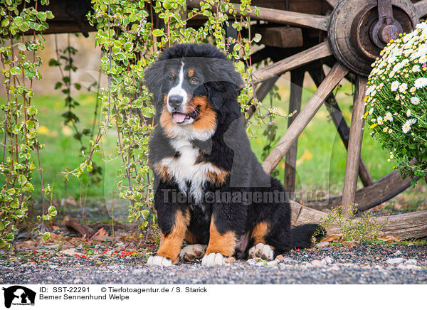 Berner Sennenhund Welpe / Bernese Mountain Dog Puppy / SST-22291