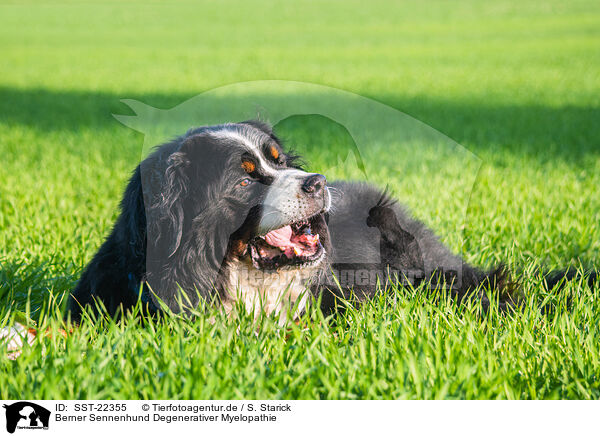Berner Sennenhund Degenerativer Myelopathie / Bernese Mountain Dog mit degenerative myelopathy / SST-22355
