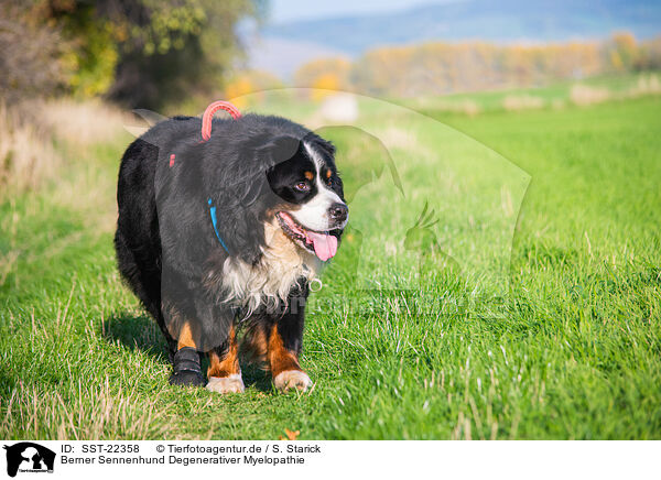 Berner Sennenhund Degenerativer Myelopathie / Bernese Mountain Dog mit degenerative myelopathy / SST-22358