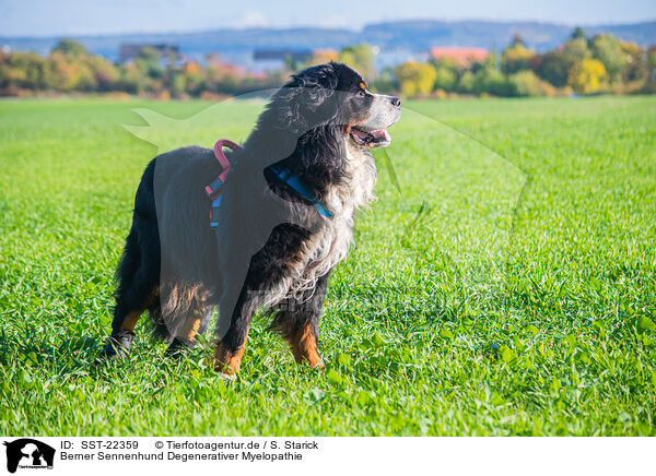 Berner Sennenhund Degenerativer Myelopathie / Bernese Mountain Dog mit degenerative myelopathy / SST-22359