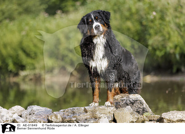 Berner Sennenhund Rde / AE-01849