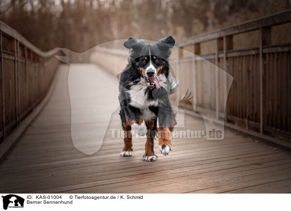 Berner Sennenhund / Bernese Mountain Dog / KAS-01004
