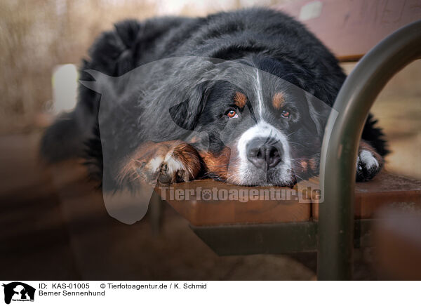 Berner Sennenhund / KAS-01005
