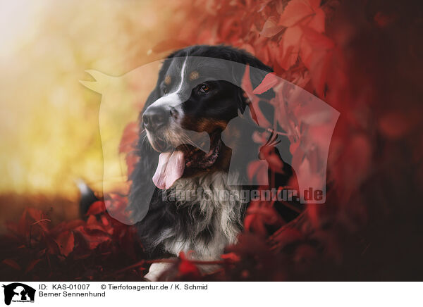 Berner Sennenhund / Bernese Mountain Dog / KAS-01007