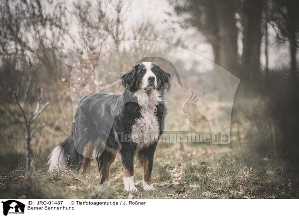 Berner Sennenhund / JRO-01487