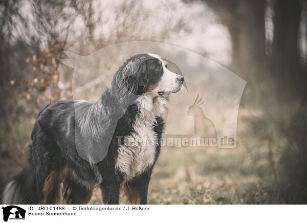 Berner Sennenhund / JRO-01488