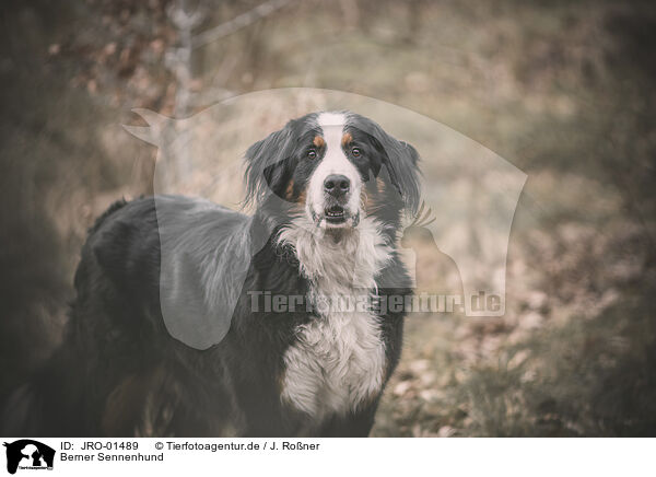 Berner Sennenhund / JRO-01489
