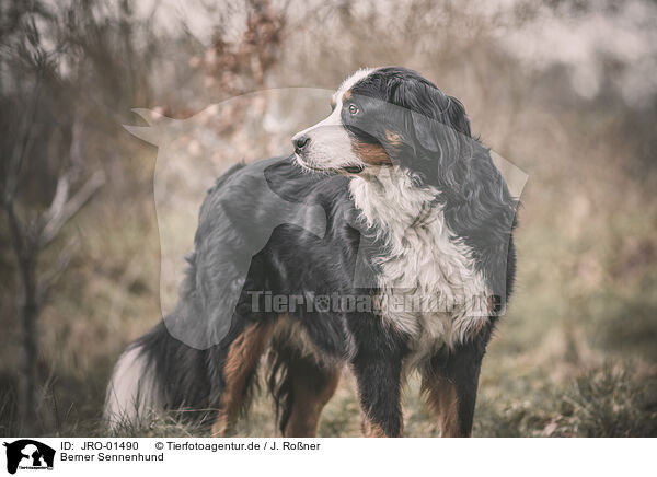 Berner Sennenhund / JRO-01490