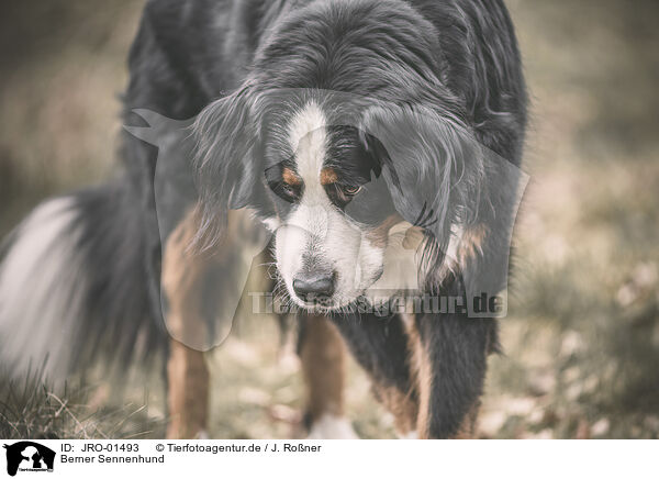 Berner Sennenhund / JRO-01493
