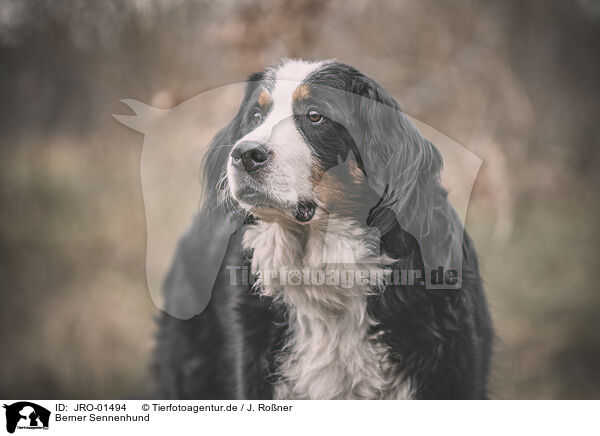 Berner Sennenhund / Bernese Mountain Dog / JRO-01494