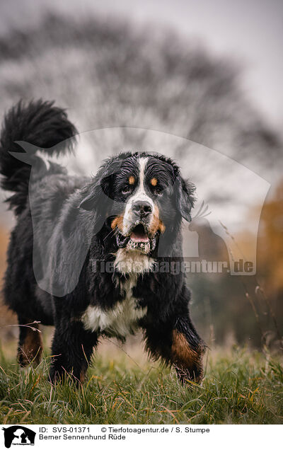 Berner Sennenhund Rde / SVS-01371