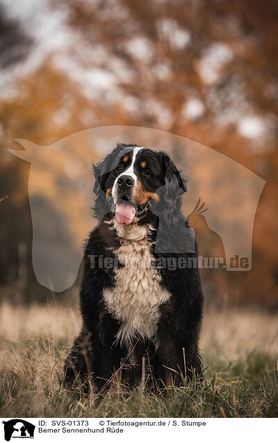 Berner Sennenhund Rde / male Bernese Mountain Dog / SVS-01373