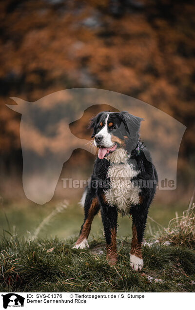 Berner Sennenhund Rde / male Bernese Mountain Dog / SVS-01376