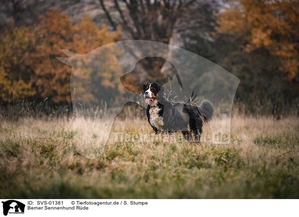 Berner Sennenhund Rde / SVS-01381