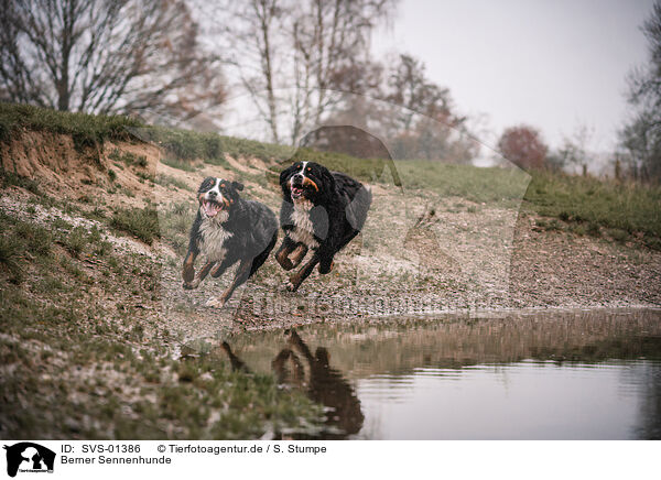 Berner Sennenhunde / Bernese Mountain Dogs / SVS-01386