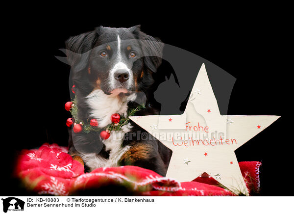 Berner Sennenhund im Studio / Bernese Mountain Dog in studio / KB-10883